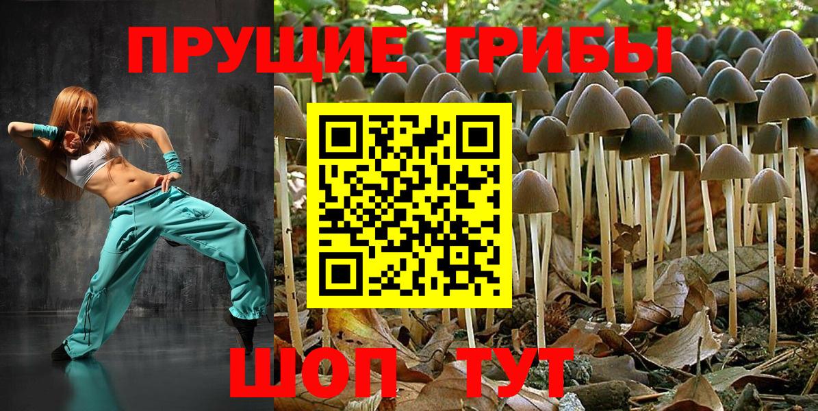 Псилоцибиновые грибы Psilocybine cubensis Великий Устюг